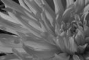 Dahlia